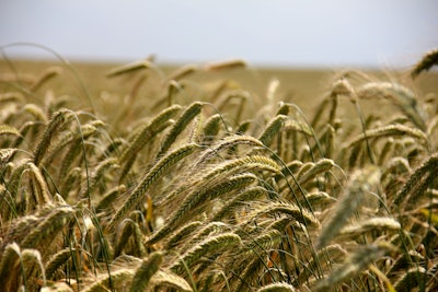 Field 196173