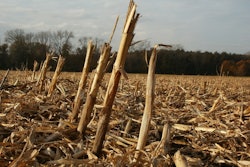 Harvested corn field