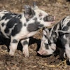 Pig 1160978 1920