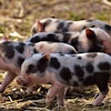 Piglet 2782618 960 7201