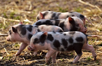 Piglet 2782618 960 7201