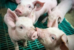 Piglet 4133939 960 720