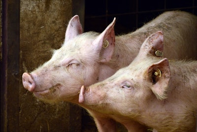 Pigs 3967549 960 7201
