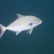 Greater Amberjack – Redsea Wreck