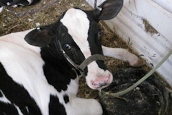 holstein-heifer-calf