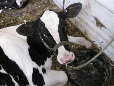 holstein-heifer-calf
