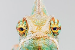 In our annual small pets issue, we take a look at the non-dog-and-cat segments of the pet space and how their trends play into the broader picture. | (SensorSpot | iStock.com)