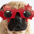 et owners in Canada love their pets, and there is nuance to how they feed their animals depending on where they live. | (Lori Beneteau | Shutterstock.com)