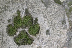 Are consumers willing to pay more for pet food and treats with sustainable claims? | (Ikitano l iStock.com)