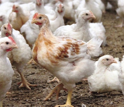 Regular weighing, careful performance monitoring and communication with the nutritionist are essential. (Hubbard)