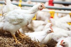 Hubbard-slow-growing-chicken