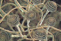 Fungi Aspergillus, black mold