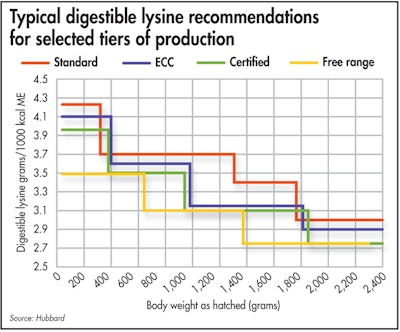 Hubbard’s typical digestible lysine recommendations for selected tiers of broiler production. (Hubbard)