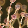 mycotoxin-management-in-animal-feed