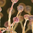 mycotoxin-management-in-animal-feed