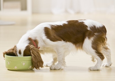 Native Scan American Dog Eating