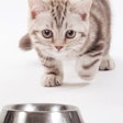 Cat owners will tell you that felines deserve more love in the pet food space. Innovation is key to attracting their attention. | (Elena Efimova | Shutterstock.com)