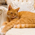Cat ownership is rising, along with spending on premium cat food and other products. | (Carsten Reisinger I Shutterstock.com)