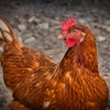 Chicken 3727097 19201