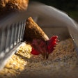 Poultry Feed chicken