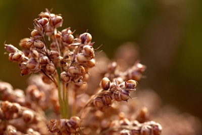 Field Of Sorghum, Named Also Durra, Jowari, Or Milo. Is Cultivat