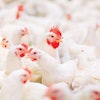 2021-poultry-feed-outlook