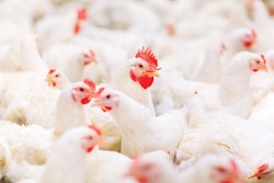 2021-poultry-feed-outlook