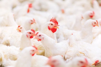 2021-poultry-feed-outlook
