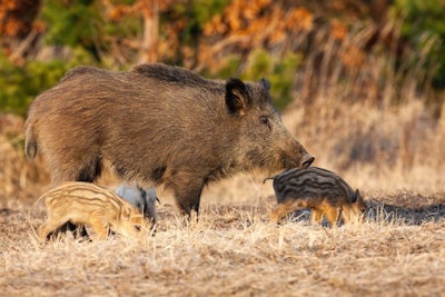 Wild Boar Mother With Piglets Standing On Dry Meadow