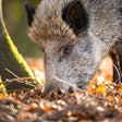 Wild Boar Or Sus Scrofa, Also Known As The Wild Swine, Eurasian