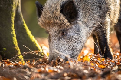 Wild Boar Or Sus Scrofa, Also Known As The Wild Swine, Eurasian