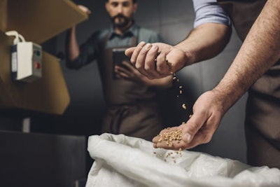 Brewery Worker Inspecting Grains