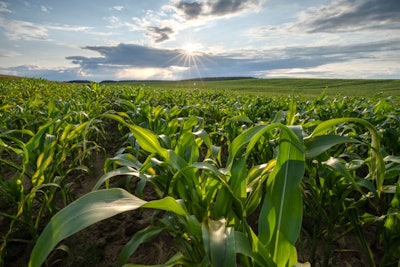 Bright Sunny Day At The Corn Field. Green Lush Corn On The Field