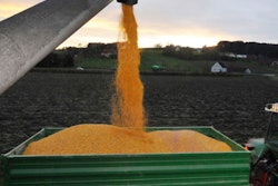 Corn Field Harvest In Agriculture