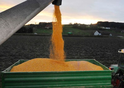 Corn Field Harvest In Agriculture