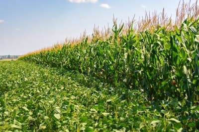 Border Of Soybean And Corn Fields In Summer