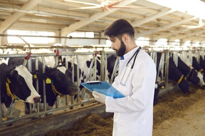 Male Veterinarian Stands In A Cowshed And Records The Data After