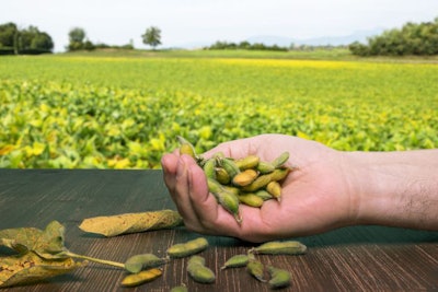 Soybeans Pods On A Wooden Table With The Background View Of Soyb