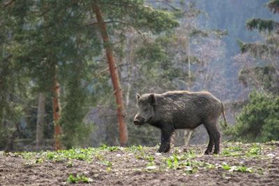 wild boar