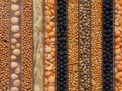 Brock Sponsored Content Feb 2021 grainseeds