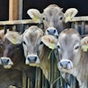 Cows eating Via Pixabay