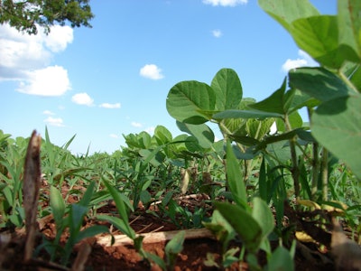 Soybean field VIA PIXABAY Feb 2021