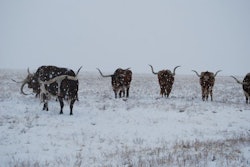Longorns In A Snowstorm