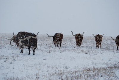 Longorns In A Snowstorm