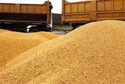 Corn Photographed During Harvest. Poured Out Of The Car