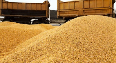 Corn Photographed During Harvest. Poured Out Of The Car