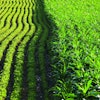 Rows of corn and soybeans next to each other in a sunlit field on a summer day