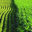 Rows of corn and soybeans next to each other in a sunlit field on a summer day