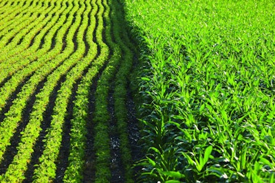 Rows of corn and soybeans next to each other in a sunlit field on a summer day