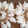 White broiler Chicken at the poultry farm.